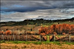 La vigna d'autunno hdr